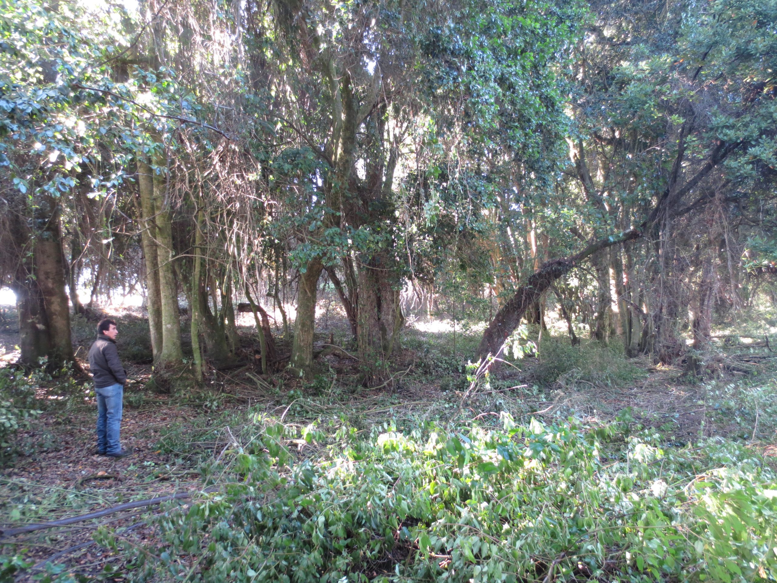 Avifel reforesta con bosque nativo 23,2 hectáreas en Colhue